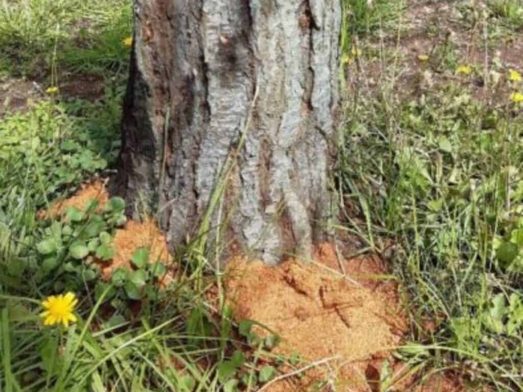 Alberi da frutto attaccati dal Cerambicide, nuovo focolaio a Rosignano 8 • TUTTIGIORNI Alberi da frutto attaccati dal Cerambicide, nuovo focolaio a Rosignano